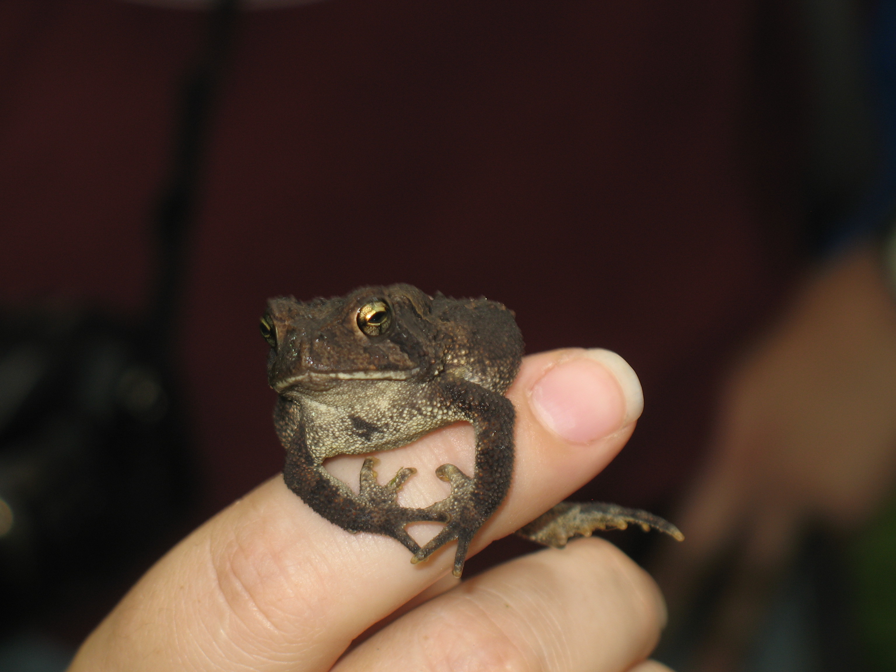 Toad Houses The Infinite Spider
