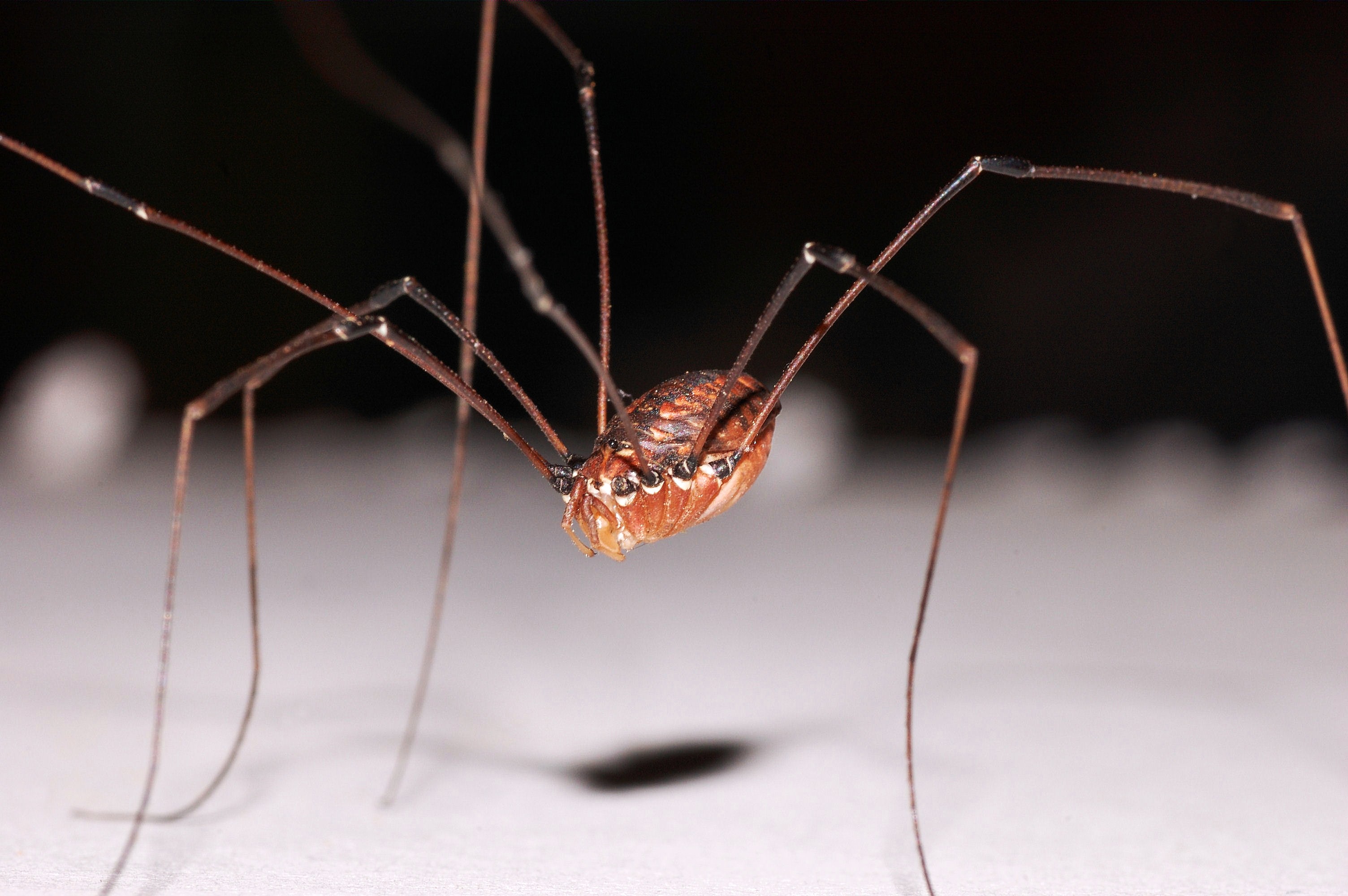 Daddy Long Legs 411 The Infinite Spider