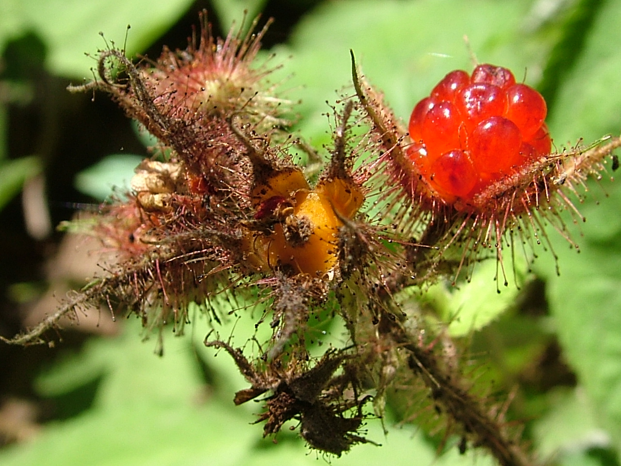 Wineberry The Edible Invasive The Infinite Spider