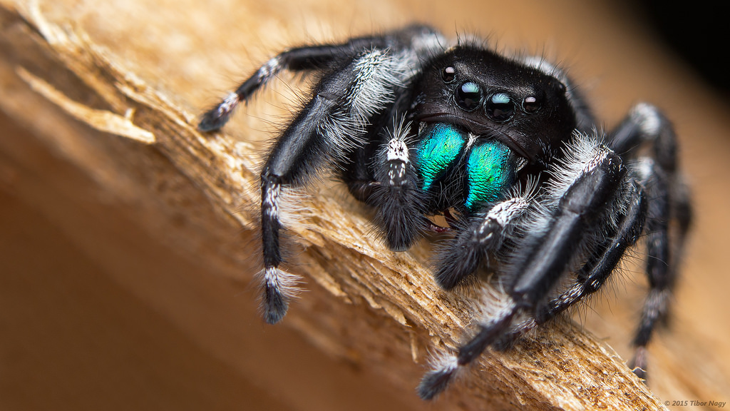 Bold Jumping Spiders The Infinite Spider