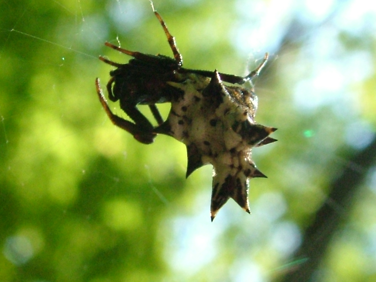 Spiny Spiders of Fall The Infinite Spider