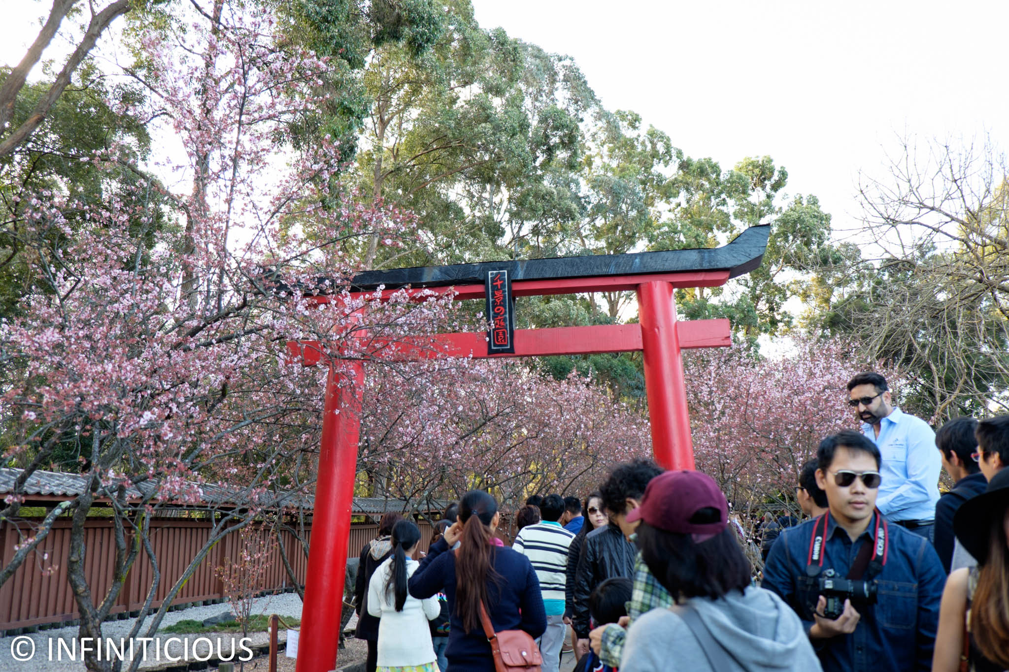 Cherry Blossom Festival Auburn Botanic Gardens, Sydney INFINITICIOUS