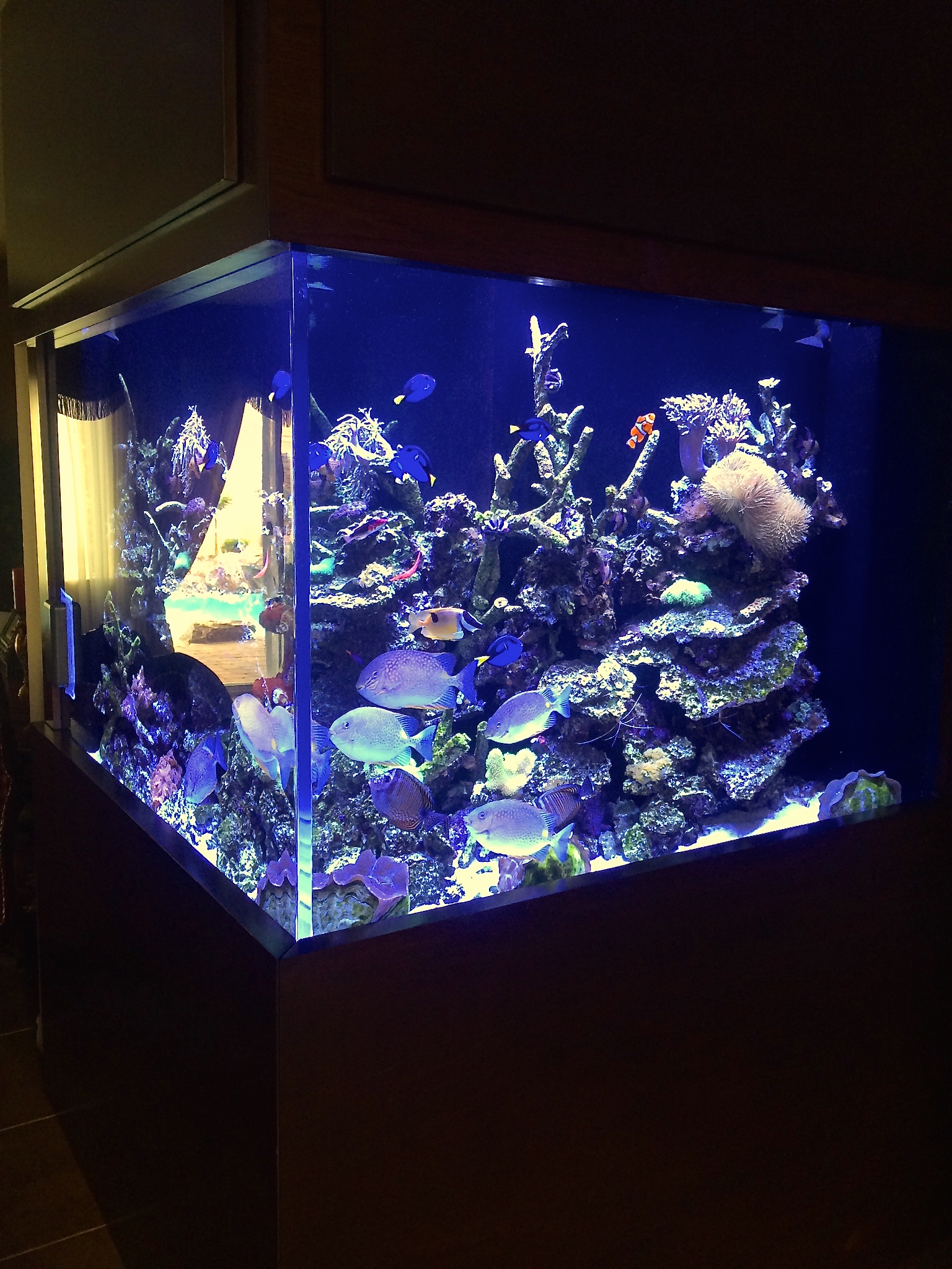 400 Gallon Living Reef Aquarium Maintenance Las Vegas Infinity Aquarium