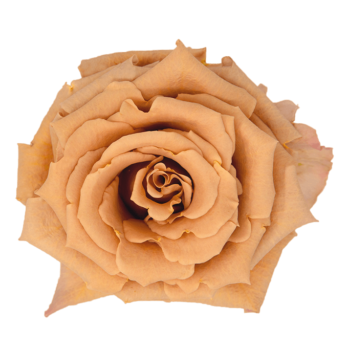 TOFFEEBB Infinity Breeding