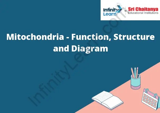 Mitochondria - Function, Structure and Diagram - Infinity Learn by Sri