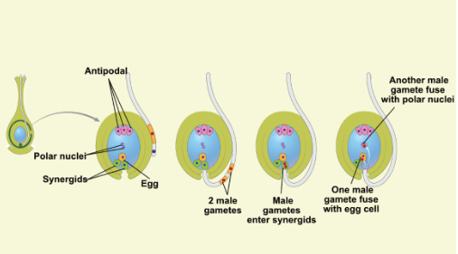 Double Fertilization in Angiosperms : Process & Significance of Double