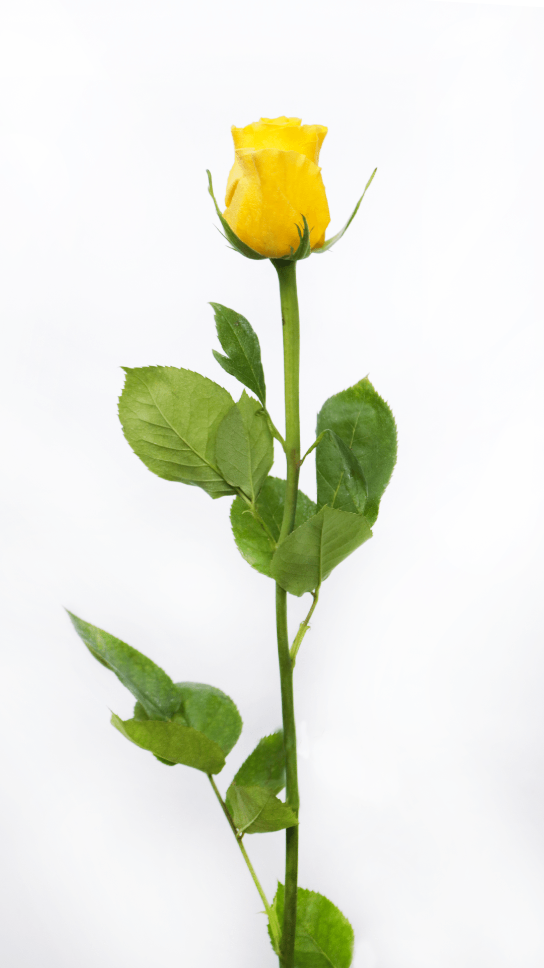 Brighton Infinity Love Roses