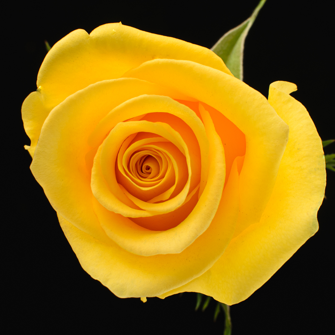 Momentum Infinity Love Roses