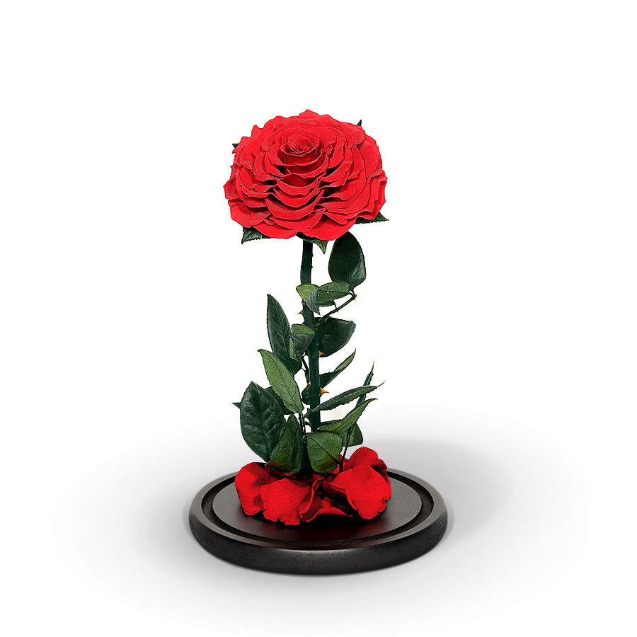 Red Preserved Rose in Glass Dome Infinity Rose