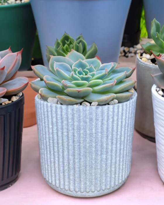 3D Printed Flute Planter EcoFriendly Plant Based