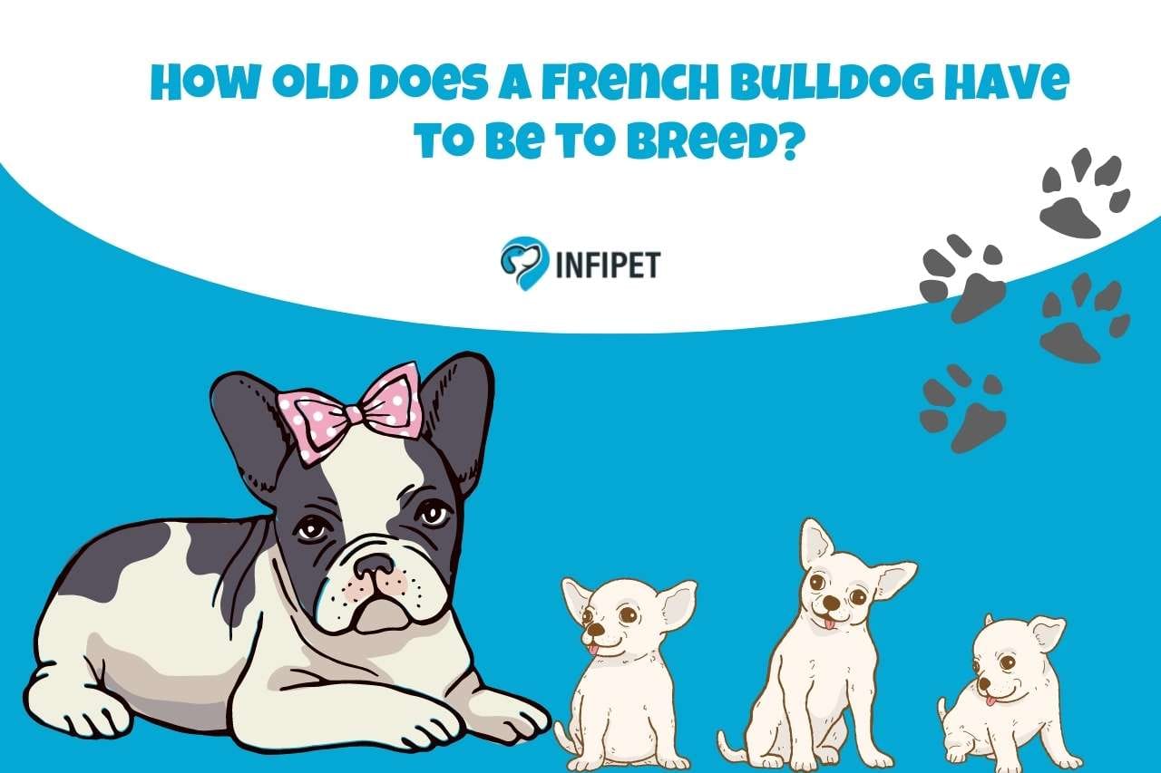 Breeding French Bulldogs The Right Age for Reproduction