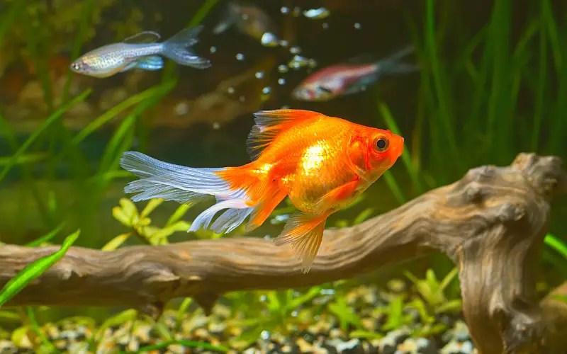 What Fish Can You Put with Goldfish? (15 Ideal Tankmates)