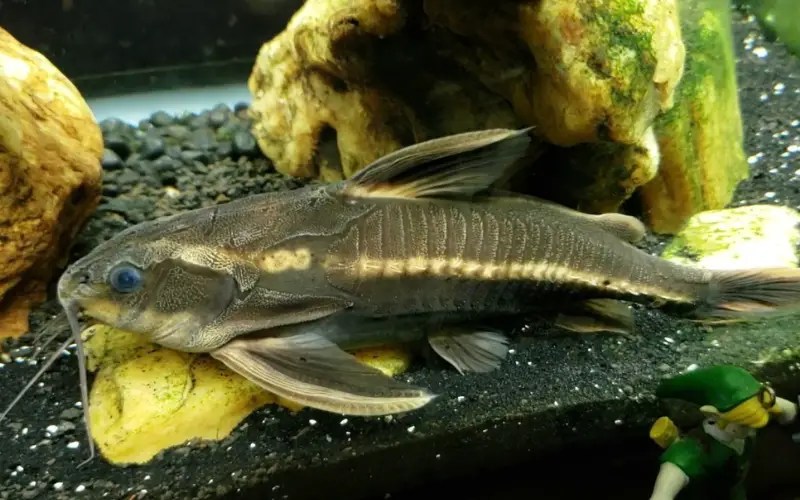 Are Spotted Raphael Catfish Aggressive? (Solved & Explained)