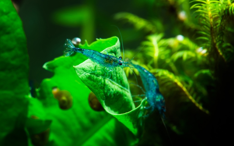 Can Ghost Shrimp Live in Saltwater The Truth Revealed!