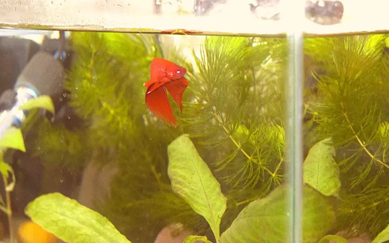How Big of a Tank Does a Betta Fish Need (Exclusive Guide)