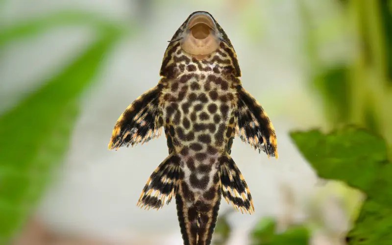 7 Best Fish Tank Cleaner Fish Species (No One Tells You!)