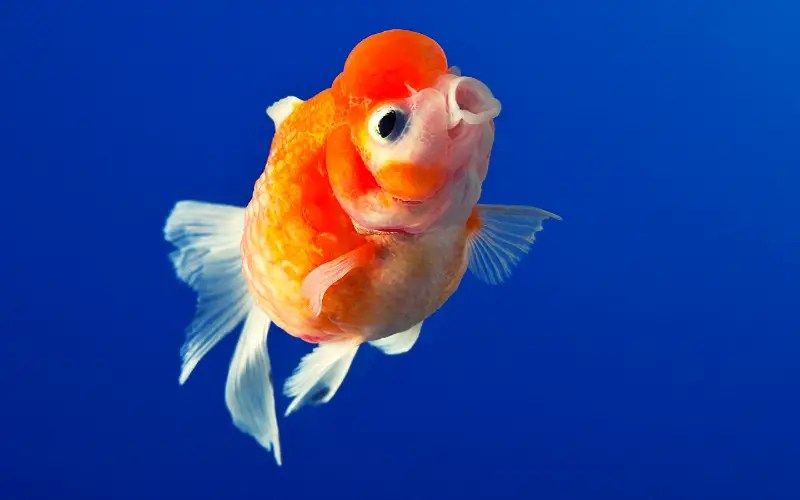 Pearlscale Goldfish 101 A Comprehensive Beginners Guide!