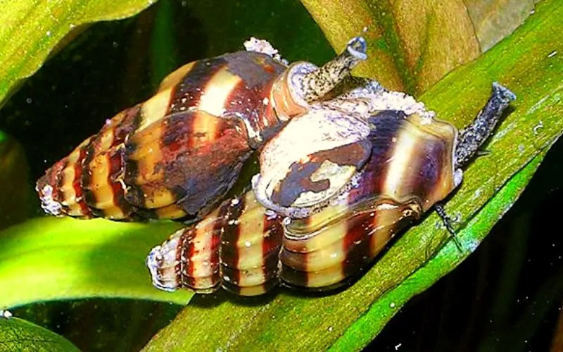 How Do Assassin Snails Breed (Tank Care & Breeding Tips)