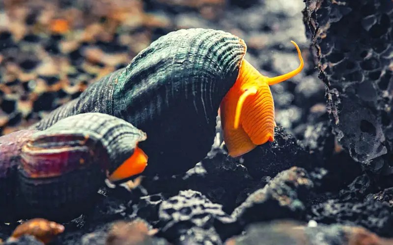 What Do Rabbit Snails Eat (5 Foods They Can't Resist!)