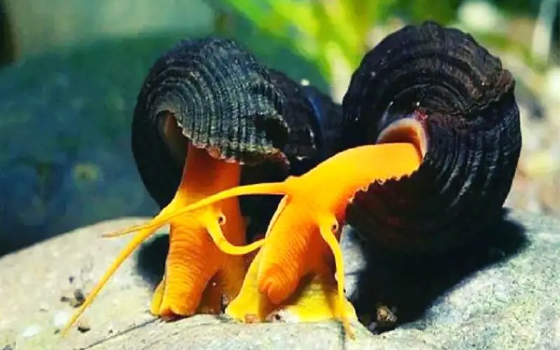 What Do Rabbit Snails Eat (5 Foods They Can't Resist!)