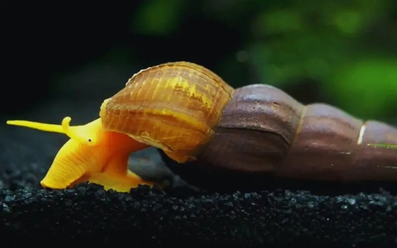 Do Rabbit Snails Burrow 5 Reasons Why You NEED Them!