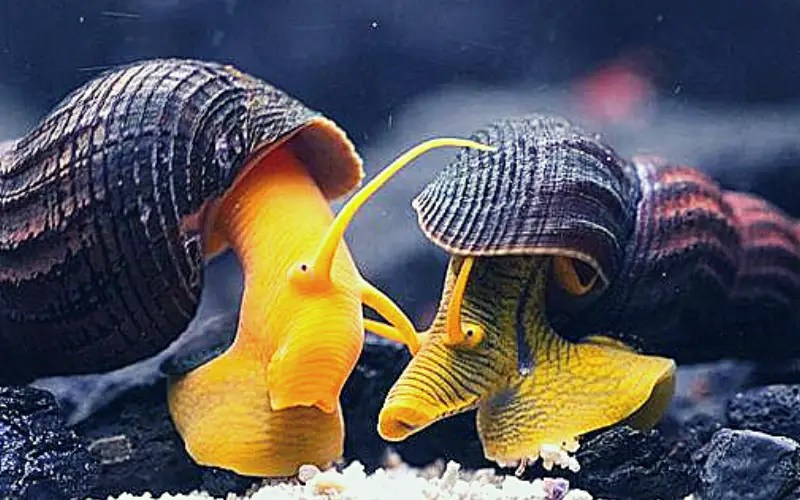 How Many Rabbit Snails Per Gallon 2 EASY Steps for Success!