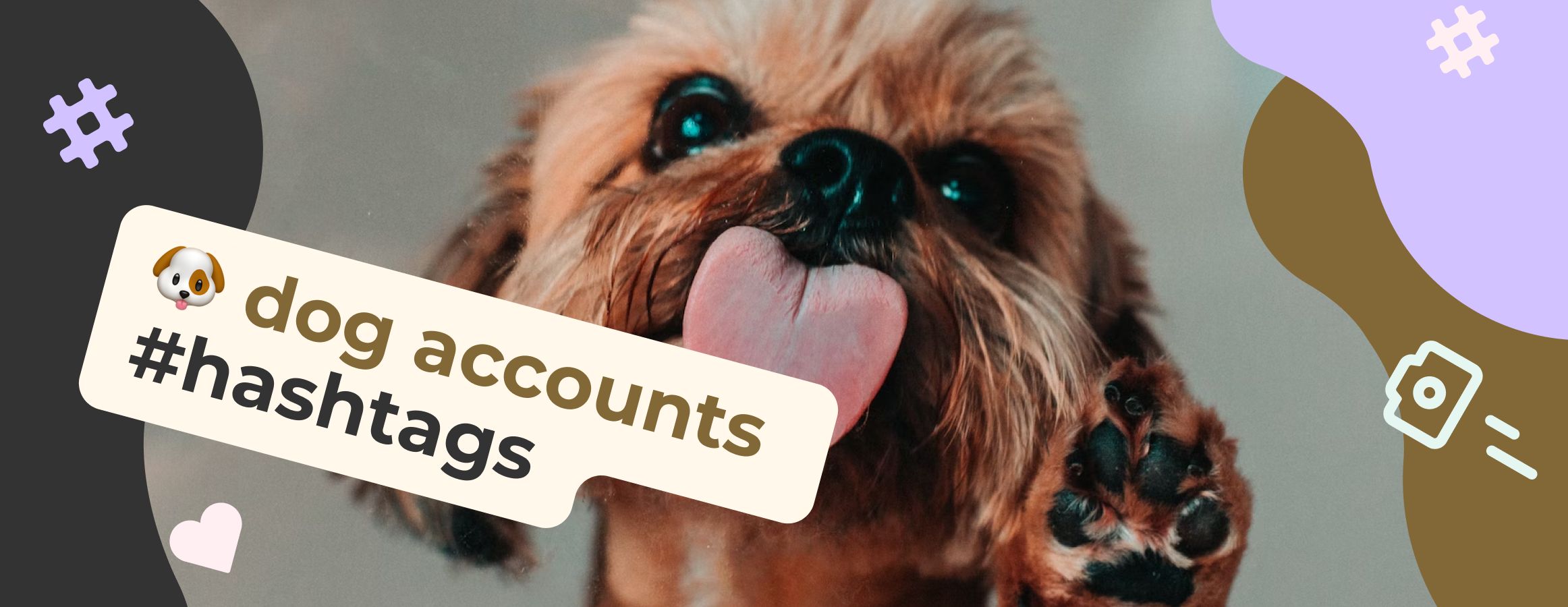 Dog hashtags for Instagram likes best Ig tags for dog accounts