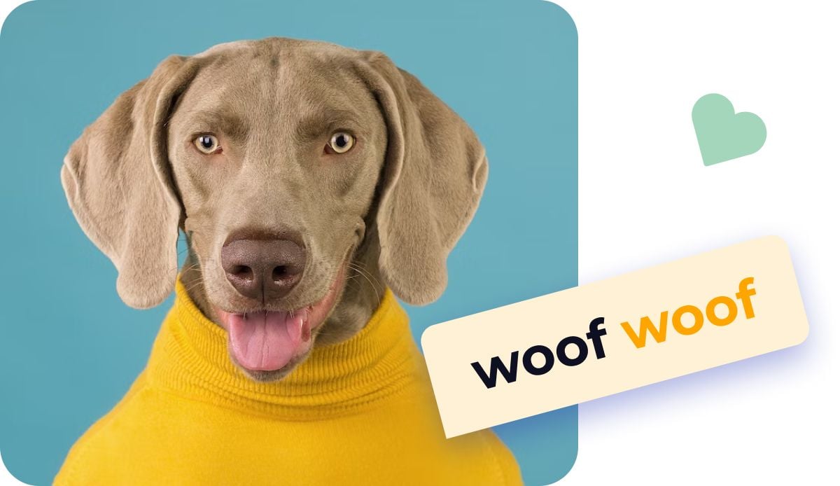 Dog hashtags for Instagram likes best Ig tags for dog accounts