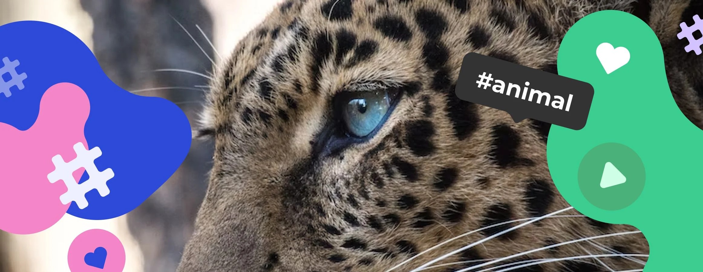 Animal hashtags for Instagram Inflact