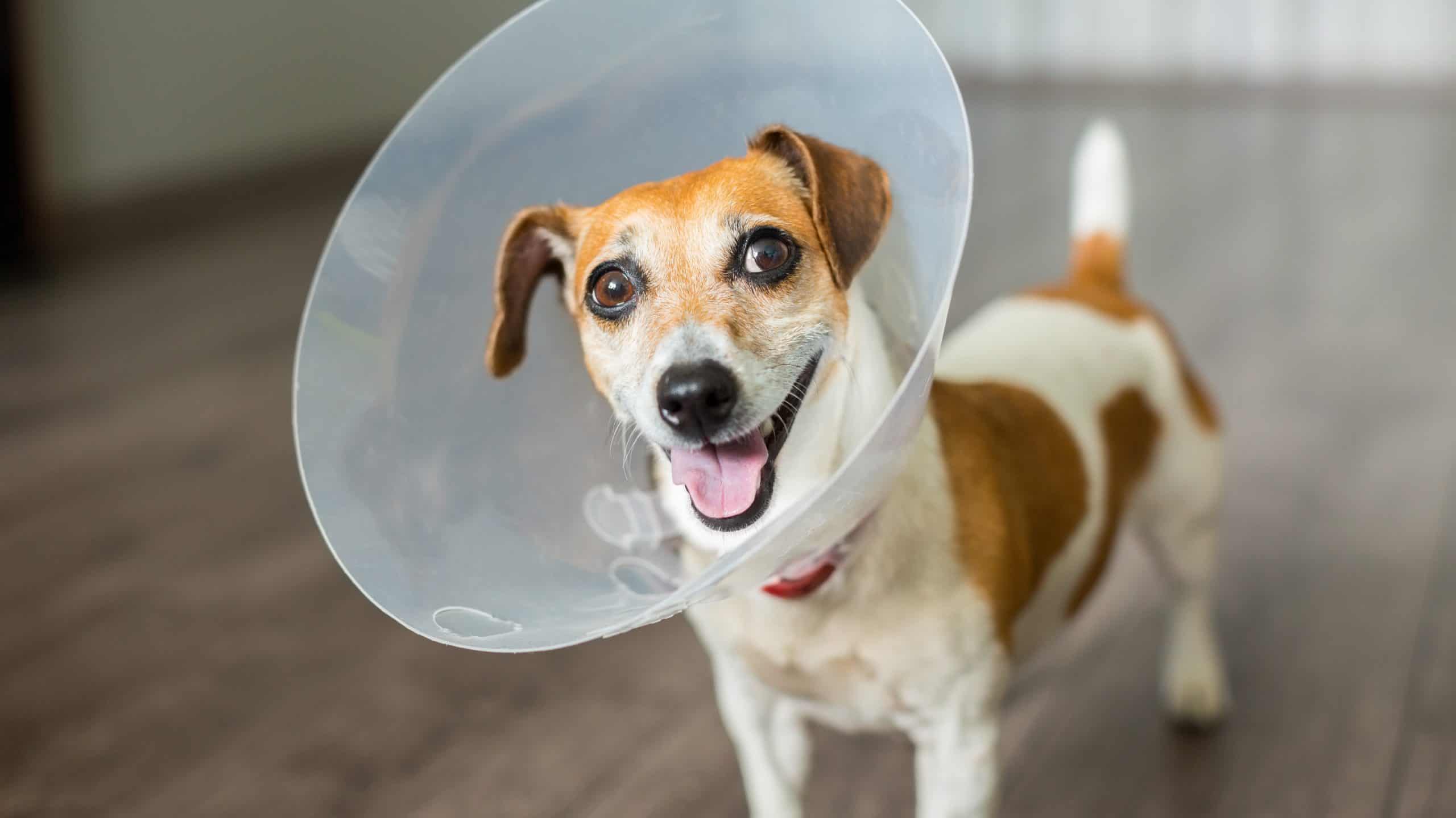 Inflatable Dog Collar Vs Cone Which is Better Inflatable Blast