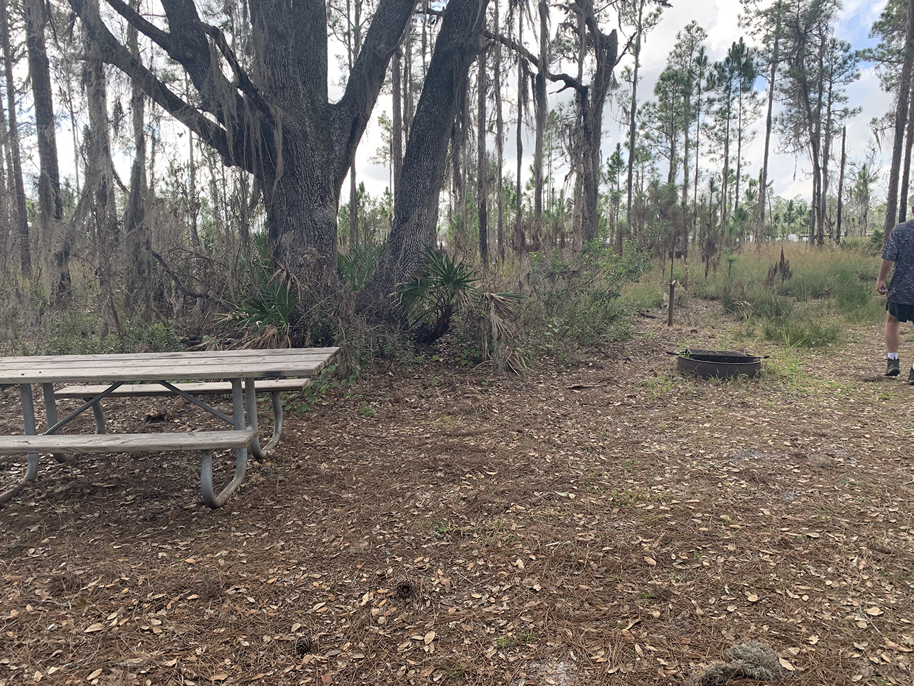 Hiking Arbuckle Tract Lake Wales Ridge State Forest InFloritopia