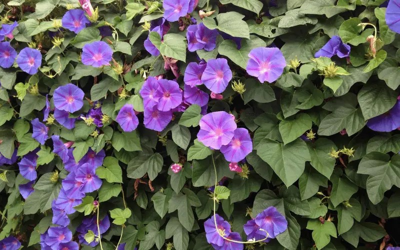 12 PLANTES GRIMPANTES POUR CLOTURER VOTRE JARDIN