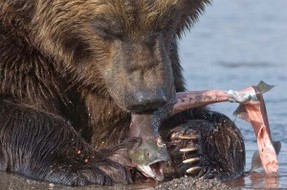 Фото 21: Где живут медведи. Медведи обитающие на…