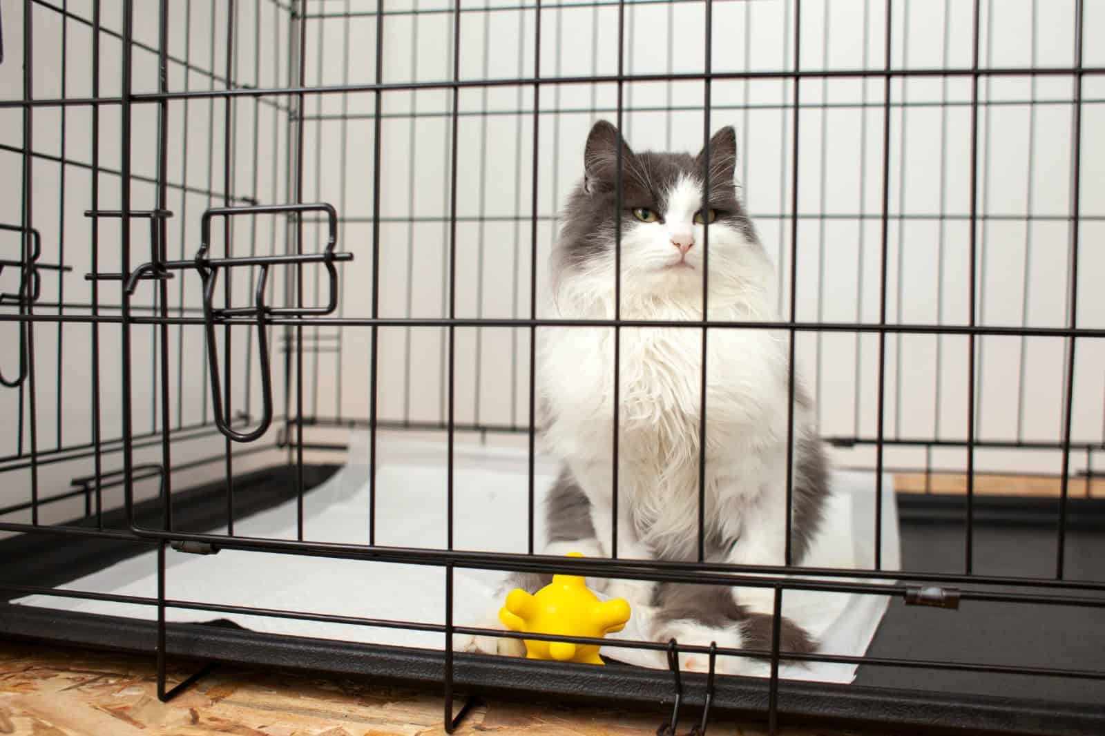 8 Best Cat Cage With Litter Box Tested & Reviewed 2024!