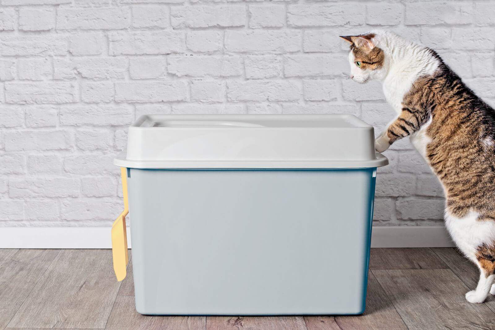 10 Best Top Entry Cat Litter Box Tested & Reviewed 2024!