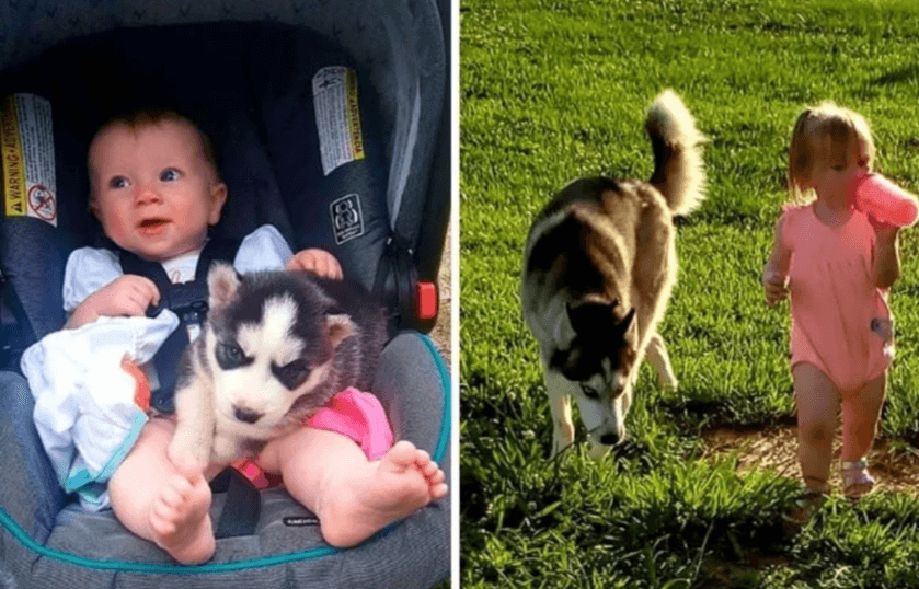 Les chiens qui ont grandi sans s'en rendre compte