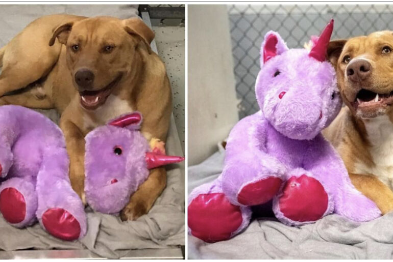 Stray dog keeps sneaking in to store to steal stuffed unicorn, so