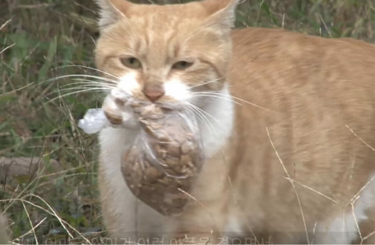 Stray cat refuses to eat unless food is in a bag 1 day they follow her