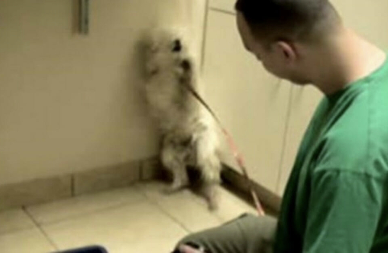 Terrified dog set to be put down Just watch the incredible reaction when she realizes she’s