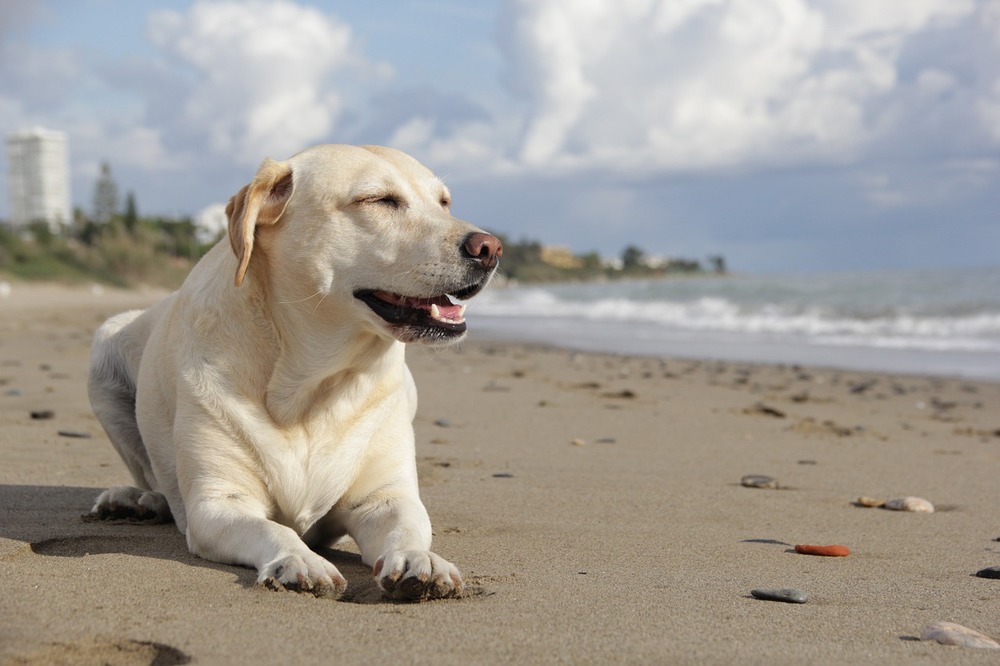 Download Dog Friendly Encinitas Letter