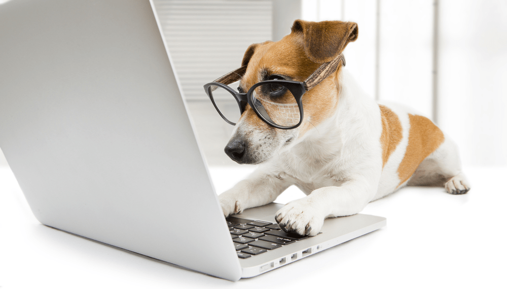 Lessons on Instructional Design from…my Dog