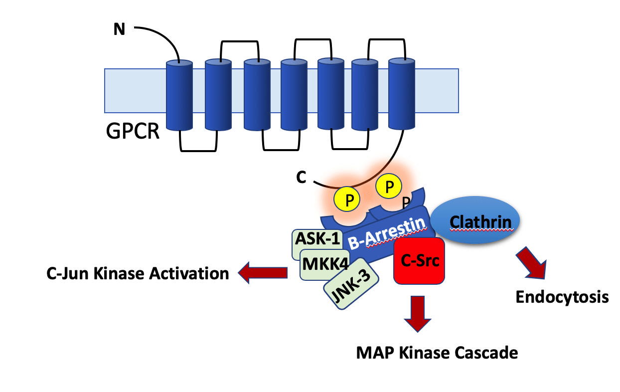 Protein Kinases and Phosphatases drivers of phosphorylation and