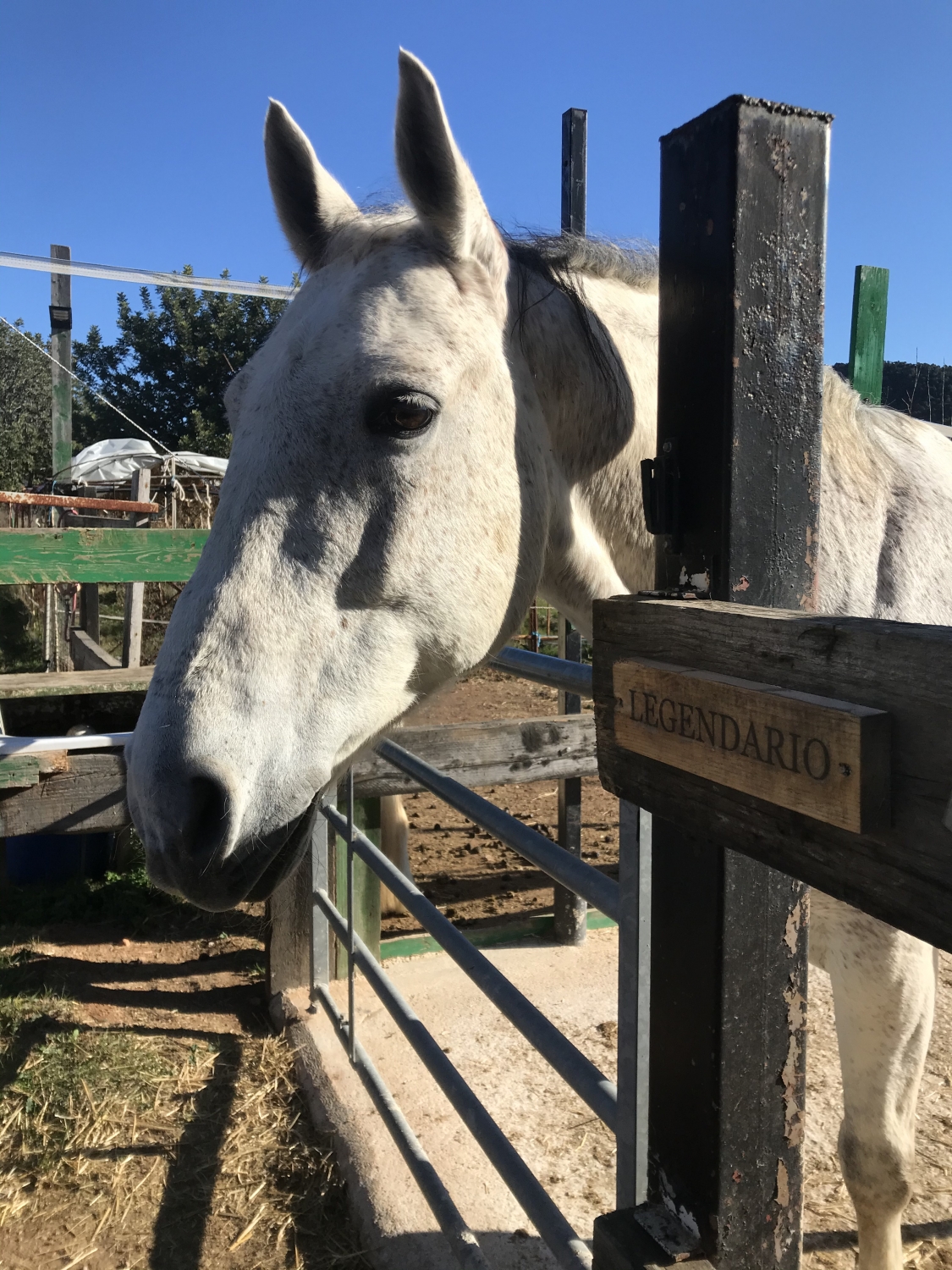 Detalles a tener en cuenta a la hora de comprar un caballo My CMS