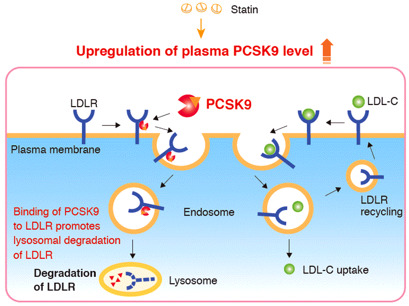 Elevate Your Cholesterol Research How a PCSK9 ELISA Kit Can Help You