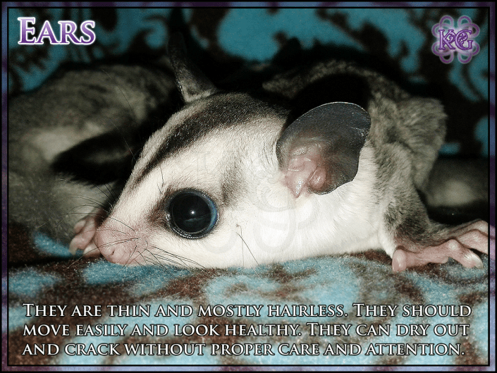 Ears Sugar Glider Info