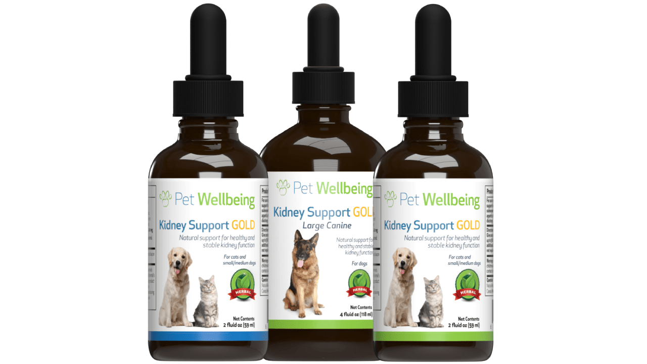 Studying the Effects of Kidney Support Gold on Cats with Kidney