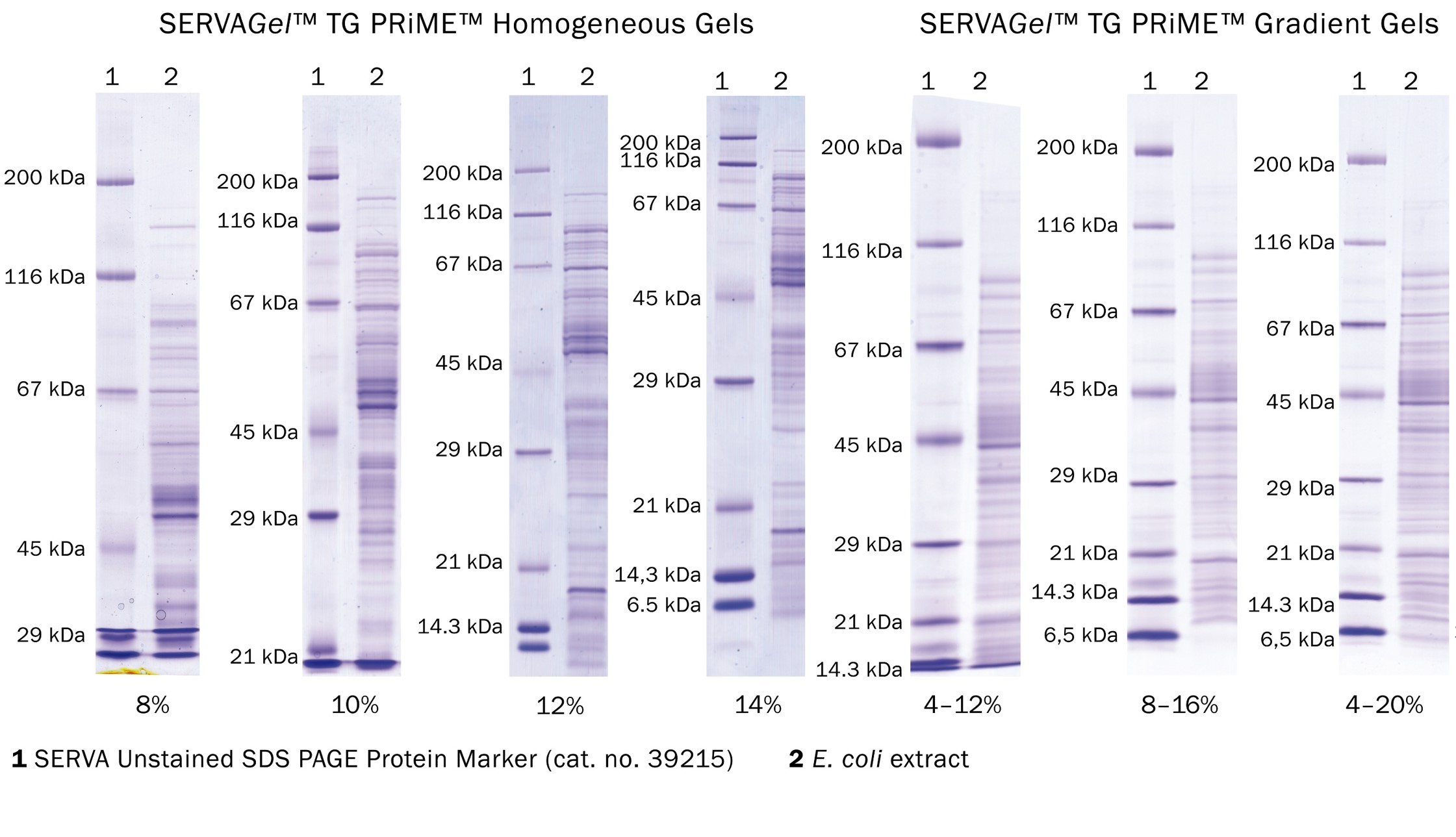 Western Blot Gel