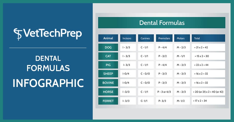 Vet Tech Infographic Dental Formulas