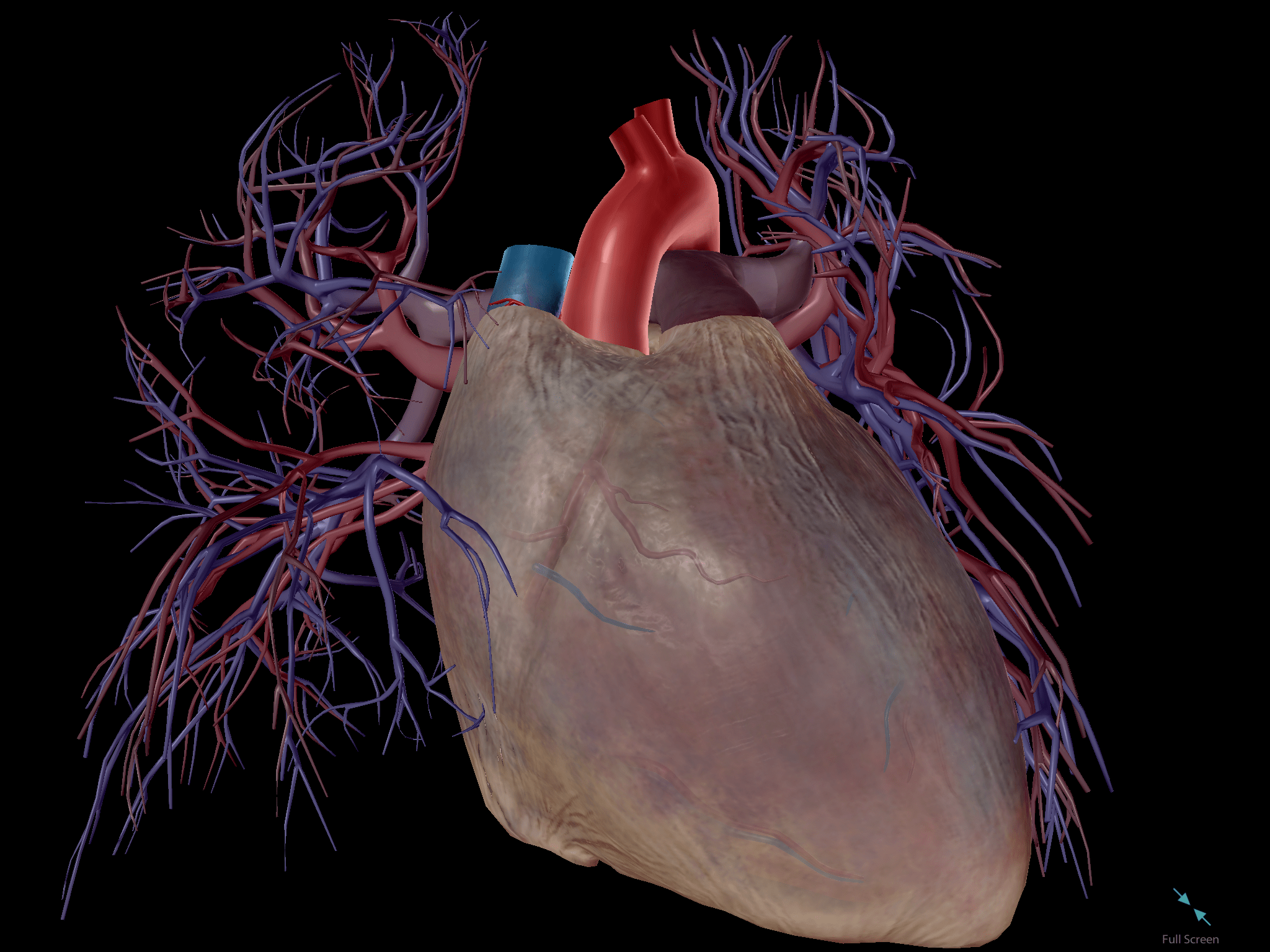 The Visible Body Blog anatomy and physiology