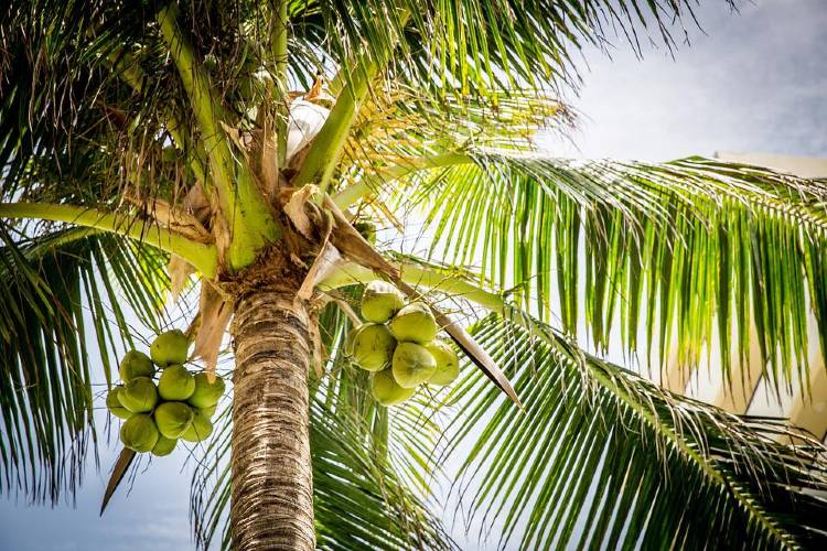 Get Information About Coconut Trees & Their Types, Uses, and Benefits